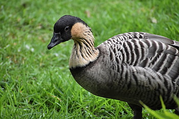 nene, goose, bird, hawaiian Goose, nature, waterfowl, water Bird, aquatic Bird, animal, plumage, closeup