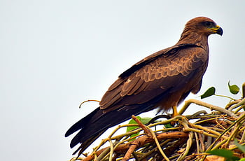 milvus migrans, musta leija, Raptor, lintu, petolintu, pesä, luonto, Linnunpesä, höyhenpeite, höyhenet, AVE