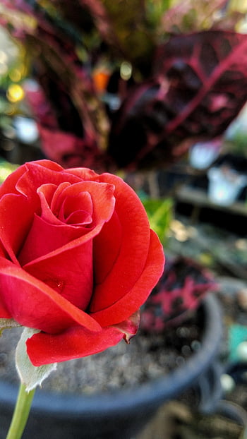 flower, rose, petals, flora, botany