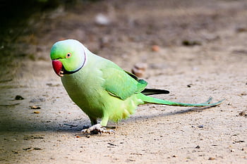 bird, parrot, animal, feather, colorful, plumage, exotic, nature, ara, blue, color