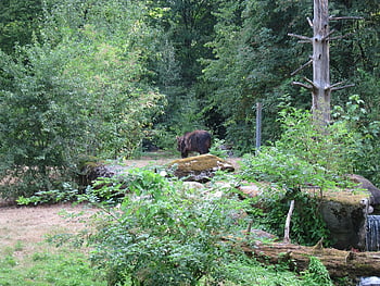 bære, Bamse, dyr, rovdyr, Spille, farligt, pels, pattedyr, Zoo, vand, grizzly