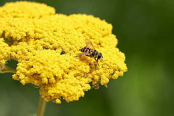 skull Hoverfly, golden Yarrow, death's-head Hoverfly, insect, yarrow, achillea, pollinating, yellow Flower, pollination, gold-colored