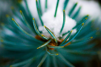 spruce, pine Needles, winter, snow, nature, frost, macro