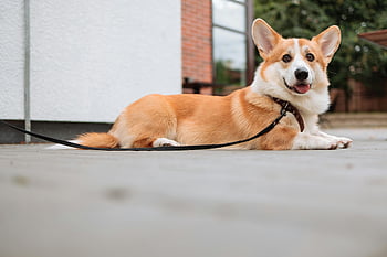 Roztomilý Corgi, pembroke welsh corgi, pes na vodítku, roztomilý pes, Slunečný den venku, ležet na zemi, pet fotografování, venkovní pet, vodítko, šťastný pes