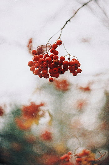 Červené Rowanberries, detail, větev, měkké zaostření, Pozadí, Krásná, bobule, podzim, Příroda, venkovní, fotografování