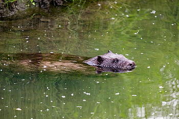 beaver, amp Shipping, mammal, fur, joint, river, wild, tail, dam