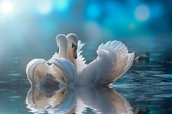 lake, swans, animals, wildlife, nature, water Birds, waterfowls
