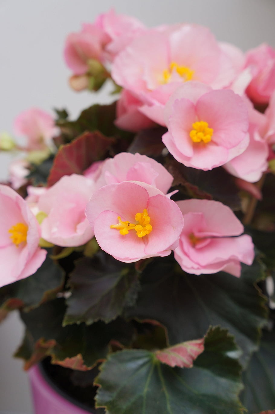 begonia x tuberhybrida, domácí rostlina, balkon květ, květ, balkonové květiny, květinové pozadí, letní květina, růžový, zblízka, květy, květinové tapety