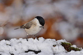 marsh Tit, snow, cold, park, nature, winter