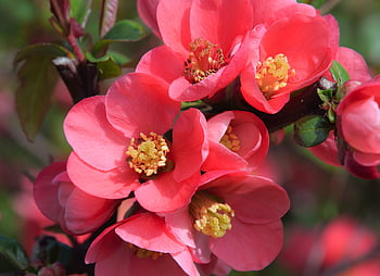 pink Flowers, woodland Flowers, drink, pink, flowers, flower, spring, romantic, nature, roses, pastel