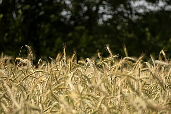 cereal, rye, summer, field, outdoors, organic