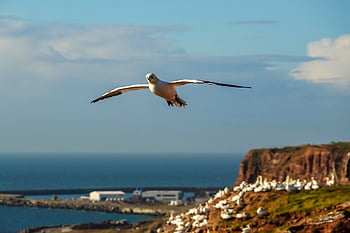 northern Gannet, sea Bird, north Sea, bird, wildlife, rock, brood, flying, sea, booby, water Bird