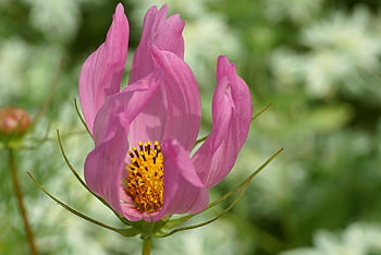 宇宙、 花、 ピンク、 ガーデンコスモス、 フローラ、 工場、 観賞用植物、 自然、 cosmos bipinnatus、 咲く、 庭園