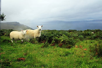 scotland, sheep, nature, highlands, animal, landscape, grass, lamb, green, meadow, sea