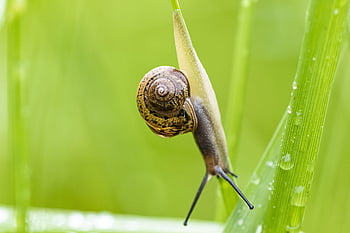 snail, animal, nature, peel, macro, effort, biology, green, garden, non
