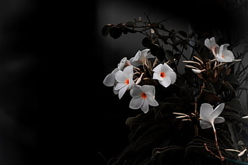 white Flowers, bouquet, wallpaper Hd, laptop Wallpaper, desktop Backgrounds, cool Backgrounds, free Wallpaper, aesthetic, windows Wallpaper, full Hd Wallpaper, beautiful Wallpaper