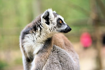 lemur, ring Tailed Lemur, monkey, mammal, animal, ape, wildlife, striped, cute, prosimians, curly Tail