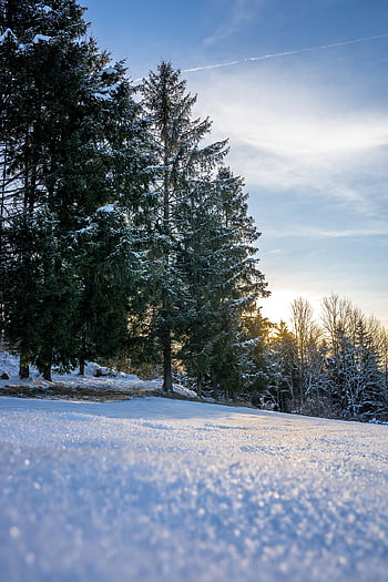 vinter skov, sne, vinter, frost, natur, vinterlandskab, vinter magi, vinterlige, træer, gran træer, Skov