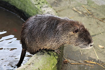 coypu, rodent, animal, nutria, mammal, nature