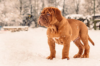 animal, bordeaux, canine, cute, dog, dogue De Bordeaux, domestic, french, funny, mammal, mastiff
