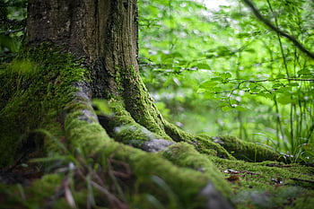 green tree, moss-covered tree, vibrant green forest, natural beauty, close-up, green plants, forest scenery, tree trunk, mossy roots, lush greenery, nature photography