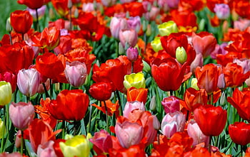 czerwone tulipany, różowe tulipany, kolorowe tulipany, Kwitnące tulipany, kwiaty ogrodowe, żywe kolory, Kwiaty zbliżone, Czerwone i różowe tulipany, dużo tulipanów, wiosenne kwiaty, Ogród kwiatowy