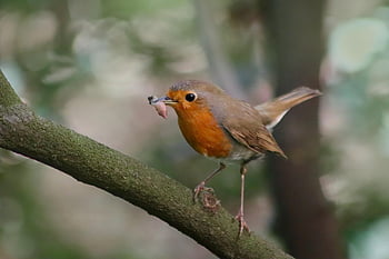 červenka, pěvec, erithacus rubecula, malý pták, krmení, Wolf Down, kořist, zvíře, Příroda, peří, zobák