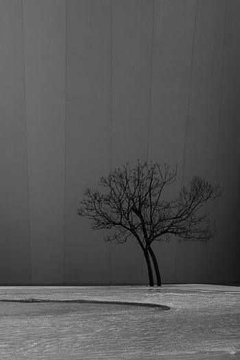 黒と白、 ミニマリスト、 木のシルエット、 裸の木、 厳しい背景、 白黒写真、 ミニマリストの写真、 木の写真、 白黒アート、 ミニマリストアート、 ツリーアート