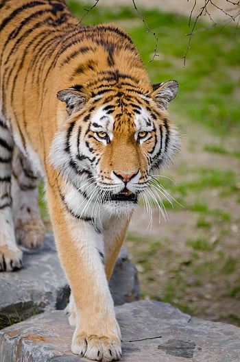 ベンガルトラ、 浅いフォーカス、 動物園の環境、 歩く虎、 自信に満ちたトラ、 岩の虎、 雄大なトラ、 野生動物の写真、 タイガークローズアップ、 動物園の動物、 トラの肖像画