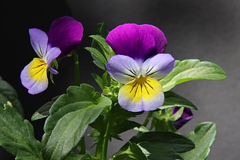 nature, flower, pansy, flora, flower Wallpaper, blossom, flower Background, bloom, beautiful Flowers, garden Flower