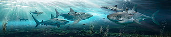 риба, акули, море, вода, океан, хищници, под вода, гмуркане, природа, морски създания, морски животни