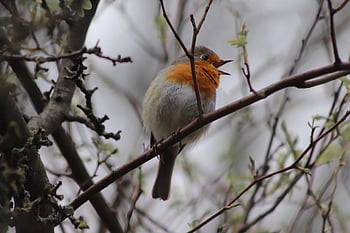 červenka, pěvec, Příroda, pták, zpěv, erithacus rubecula, zobák, peří, malý pták, zahradní pták, zpívat