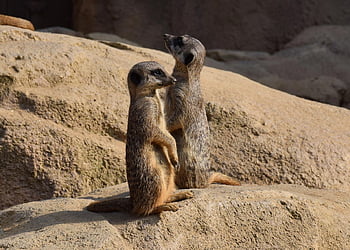 meerkats, animals, mammals, suricates, zoo, nature, desert, wildlife, suricate, animal, mammal