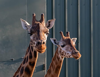 rothschild Giraffe, giraffe, long Neck, horns, long Legs, animal, neck, mammal, wildlife, africa, zoo