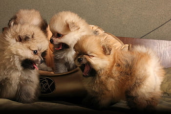 Pomeranian puppies, cute puppies, fluffy fur, playful charm, indoor play, Pomeranian dogs, puppy photos, adorable puppies, puppy pictures, cute dogs, fluffy puppies