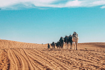 camels, desert, Al Wahat Al Dakhla, blue sky, scenic view, people riding camels, sand dunes, arid landscape, Middle East, travel photography, adventure tourism