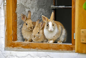 brown and white rabbits, brown wooden window, cute rabbits, fluffy fur, curious nature, window sill, three rabbits, adorable bunnies, animal photography, pet photography, cute animals