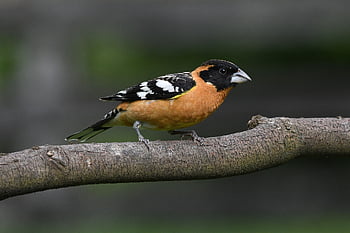 černohlavý grosbeak, pták, divoký pták, volně žijících živočichů, ptačí, peří, Příroda, venkovní, mužský