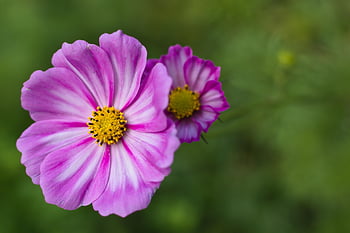 cosmos, flower, beautiful Flowers, plant, flower Background, bloom, blossom, flowering Plant, ornamental Plant, flora, flower Wallpaper