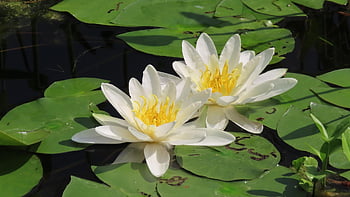 water Lilies, lily Pads, flowers, white Lilies, petals, white Petals, pond, blossom, bloom, aquatic Plant, flora