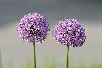 allium, blomst tapet, blomster, planter, lilla blomster, blomst baggrund, kronblade, flor, smukke blomster, blomsterstand, forår