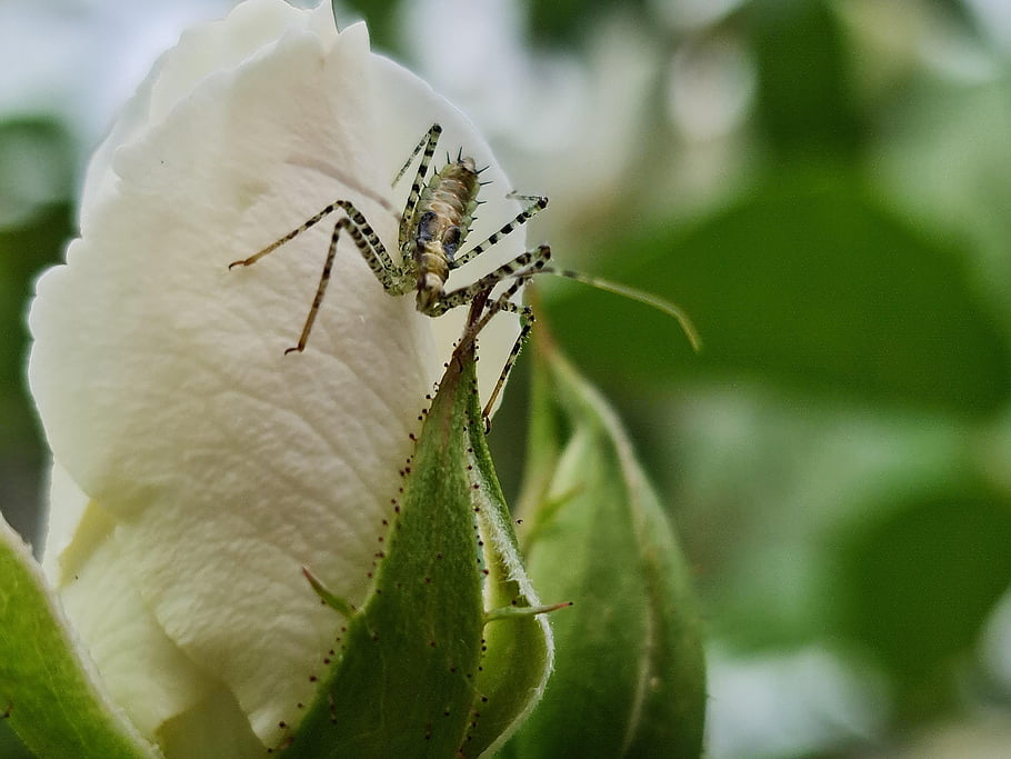 insect, flower Wallpaper, flower, petala, pollen, pollination, beautiful Flowers, flower Background, nature