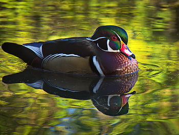 duck bird habitat, animal, beak, colorful, lake, pond, reflection, swimming, vibrant, water, wild