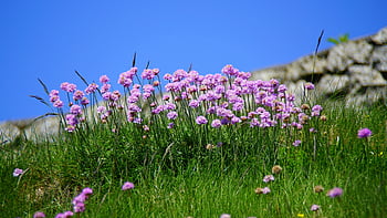 purple flower, daytime, pink flowers, lush green field, clear blue sky, blooming flowers, natural scenery, outdoor landscape, vibrant colors, floral beauty, meadow flowers