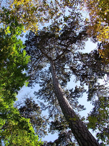 trees, branches, forest, trunk, leaves, canopy, foliage, greenery, woods, nature, blue Sky