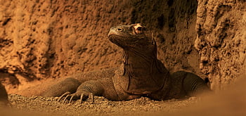 varan komodský, ještěrka, plaz, komodo monitor, volně žijících živočichů, Příroda, zvíře, drak