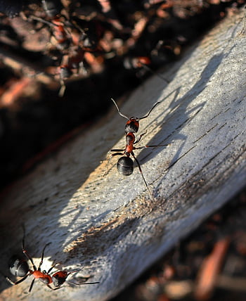 fourmis des bois rouges, fourmis, insectes, Fourmis chevalines, fourmis des bois, bois, la nature, fermer