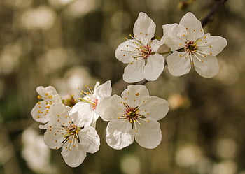 tree, flowers, fruit, nature, spring, fruit Trees, flower Wallpaper, petals, garden, orchard, stem