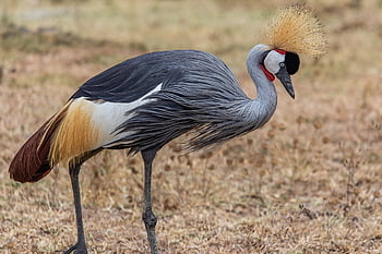 grulla coronada gris, balearica regulorum, Tanzania, naturaleza, África, parque Nacional, safari, pájaro, Ngorongoro, área de Conservación, plumas