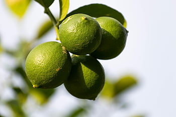 citrusové jídlo, citrón, Limetka, citrus, jídlo, citrony, ovoce, zdravý, čerstvý, limonáda, šťavnatý